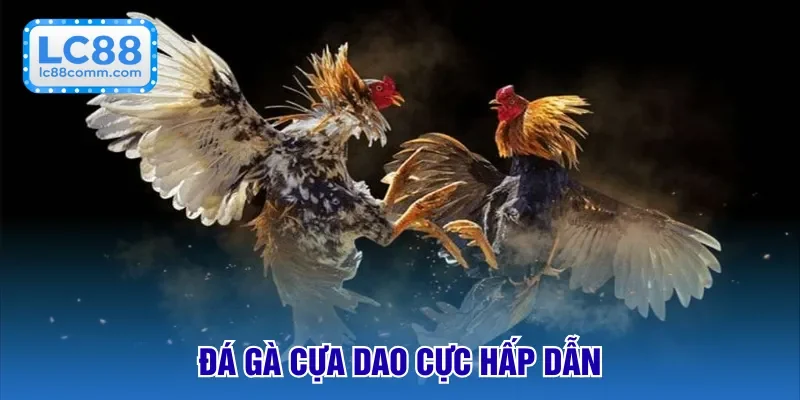Đá gà cựa dao cực hấp dẫn